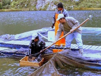 Significant growth of aquaculture exports