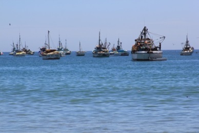 Peruvian fisheries sector grew 12.7% in 2013