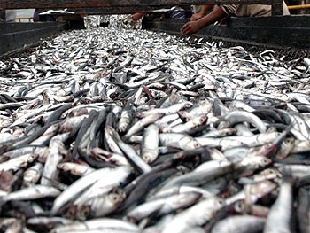 Peru: More resources for frozen industry