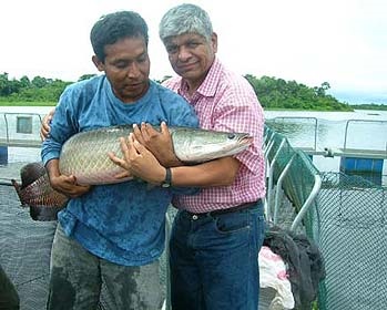 Peru: Aquaculture exports record strong increase