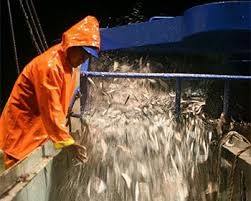 Anchovy exports decrease in April
