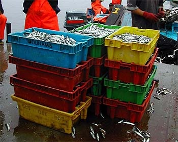 Significant decline in July fishing landings