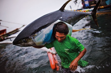 TCAP: Philippine Landings Up, Tuna Production 50% Down