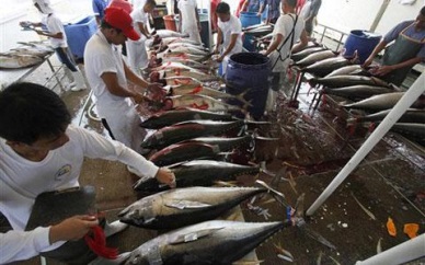 Philippines: Q1 fisheries output down by 3.25% 