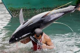 Philippines Pushes Tuna Ban Lifting

