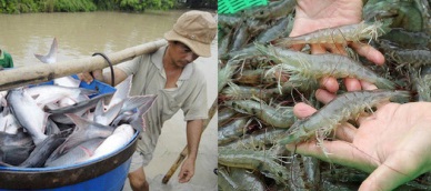 Stipulate three key farmed species of fisheries industry