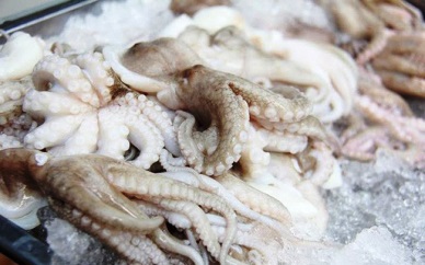 QI: Up 18% in Vietnam cephalopod exports 