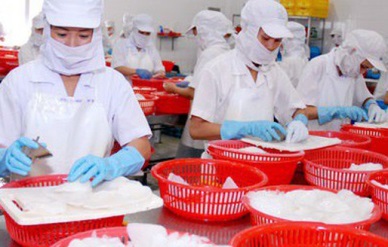 Up 334% in Vietnam’s cephalopod sales to Russia