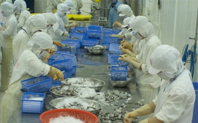 Vietnam - the largest shrimp supplier to the UK