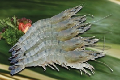 Phu Cuong Jostoco Corp’s US$8.5 million of shrimp exports