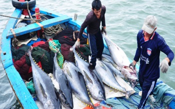 Phu Yen: Tuna catch increased by nearly 5% 