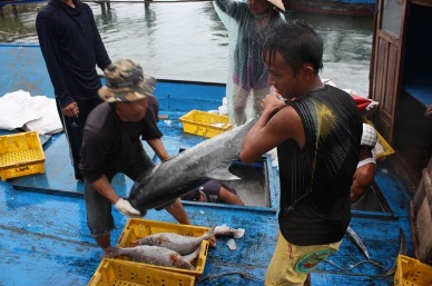 Fishermen in Phu Yen enjoy bumper catch of tuna, anchovy