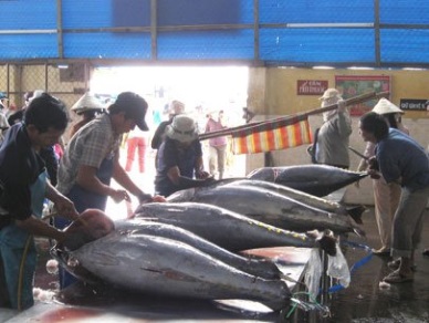 Phu Yen: Sharp fall in ocean tuna catch