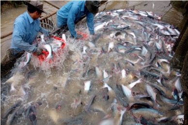 Vietnam to establish the pangasius auction platform in EU