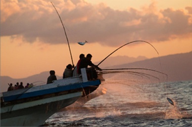 Indonesia in tune with pole-and-line tuna