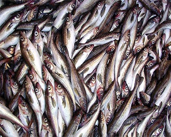 Groundfish Forum sees stable cod, pollock supplies, revises haddock and pangasius downward