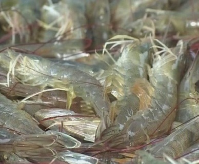 Positive outlook for whiteleg shrimp exports