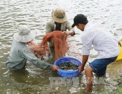 Giant river prawns recover in Mekong Delta after long decline