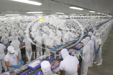 Overview of Vinh Hoan – the leading pangasius producer in Viet Nam