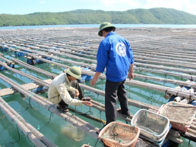 Quang Ninh: Seafood production hits 11,600 MT
