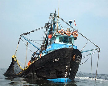 Peruvian anchovy quota rises 184% y-o-y