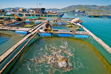 Aquaculture sector looks to sustainable development