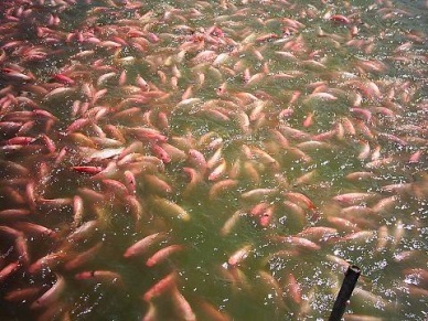 Dong Thap: Farming red tilapia under GlobalGap