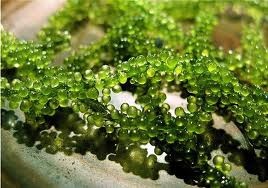 Ninh Thuan province growing grape seaweed