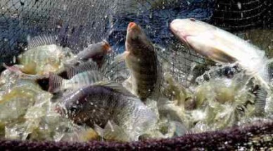 Jan-Jun 2016: Vietnam tilapia sales saw a 8-fold growth 