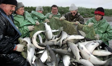 Russian fishermen plan to catch 4.3 million tons of fish in 2013