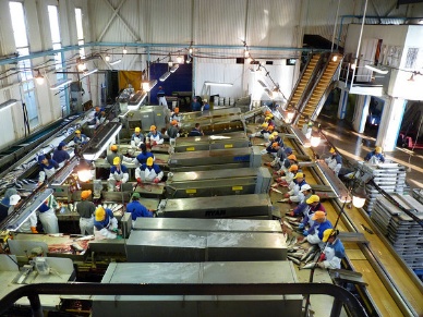 Russia plans to spend $1.1 billion modernizing fish processing plants; Pollock producers critical