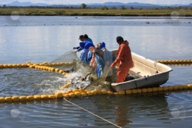 Pollock and cod catches lead 2.4% increase in Russia