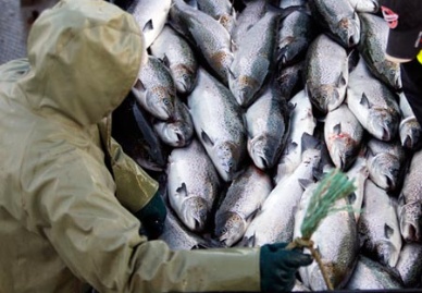 Salmon exports take a slight drop 