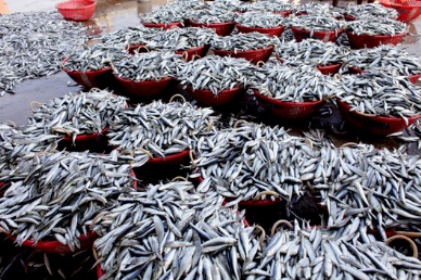 Chile: Fishing industry faces 