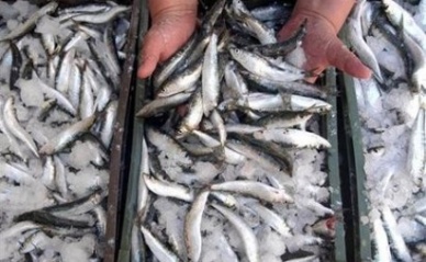 Govt lifts ban on sardine fishing
