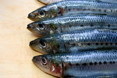 Bleak future for sardines in Northeast Pacific 