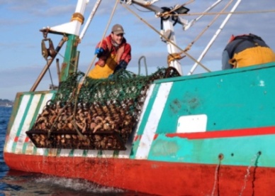 Value of Scottish seafood drops in 2012