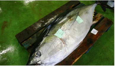 Japan seafood imports plunge 20 percent in November