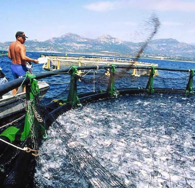 Value of Australian aquaculture goes up 