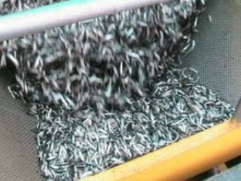 Peru sharply cuts anchovy quota