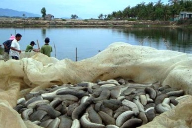 Farming sea cucumber and prawn - effective and sustainable