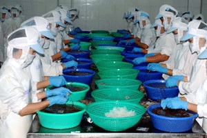 Seanamico: Shrimp exports to Europe increased by 10%