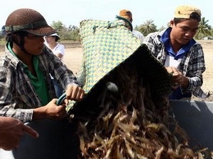 Ca Mau fostering cooperation between shrimp seed producers and farmers