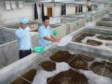 Ninh Thuan: Shrimp seed production up 67 percent 