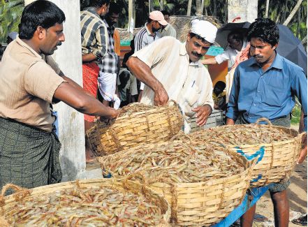 China bans India seafood imports