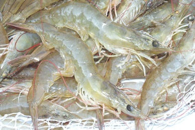 GAA: EMS transmitted by live and fresh shrimp