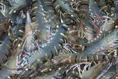 Vietnam is Japan’s top supplier for frozen raw shrimp