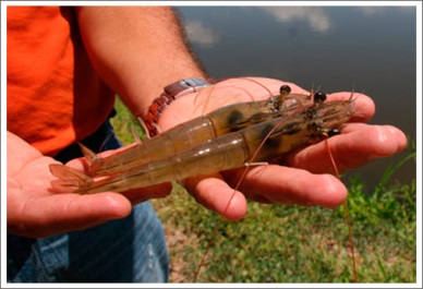 Honduras to Export over $220 Million in Shrimp during 2014