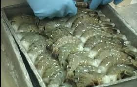 Soc Trang: Aquaculture area surges