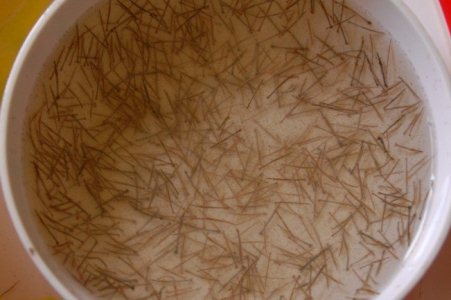 Black tiger shrimp seed price rose due to lack of supply